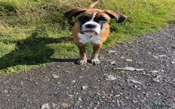 Boxer dogs for sale: 7 month boxer pup  - Image 6