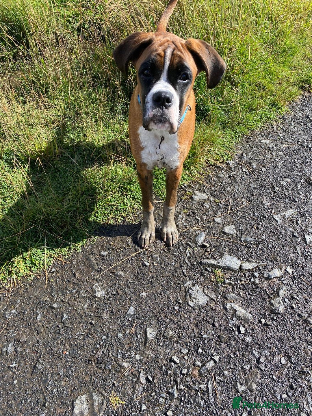 Boxer dogs for sale: 7 month boxer pup  - Image 6