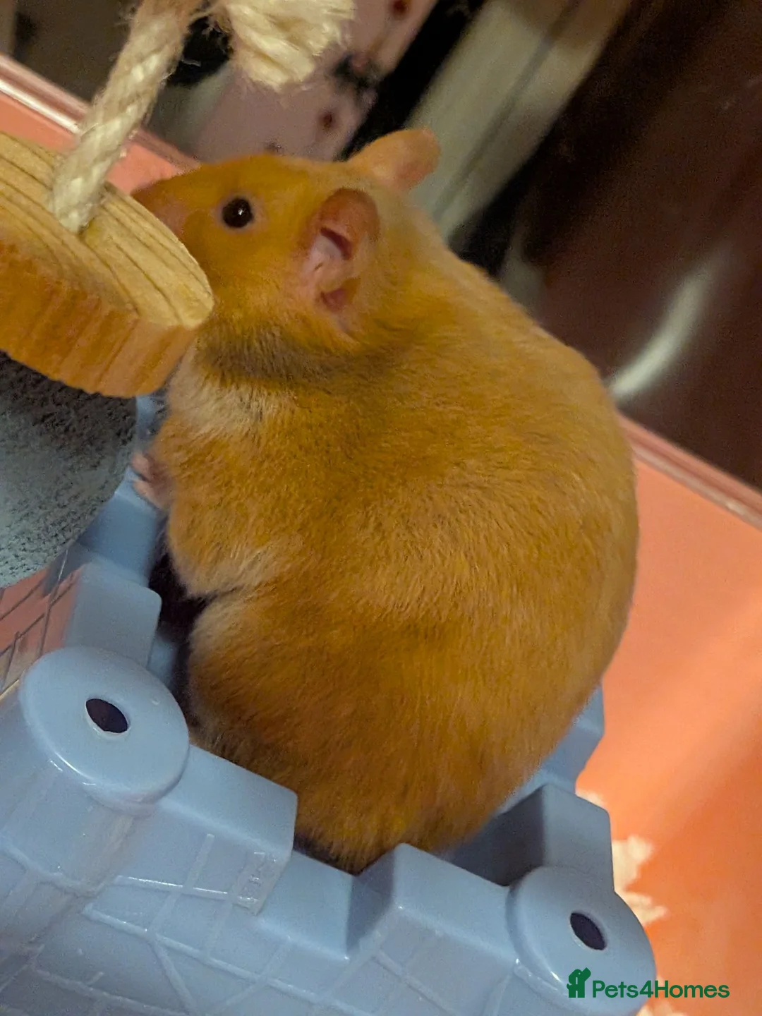 Hamster rodents for sale: Cage and Cinnamon female syrian hamster  - Advert 4