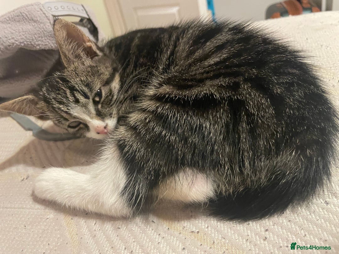 Mixed Breed cats for sale: black and brown tabby kitten - Advert 2