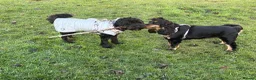 Cocker Spaniel dogs for sale: Show bred cocker spaniel - FOREVER HOME ONLY!  in Leeds - Advert 21