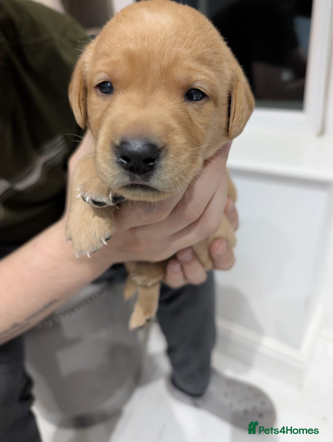 Labrador Retriever dogs for sale: Beautiful Labrador puppys  - Image 21