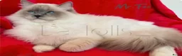 Ragdoll cats for sale: ✨Ragdoll Kittens Raised With Love xx  - Advert 4