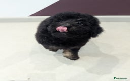 Miniature Poodle dogs for sale: 4 Beautiful Miniature Poodle puppies  in Skelmersdale - Image 8