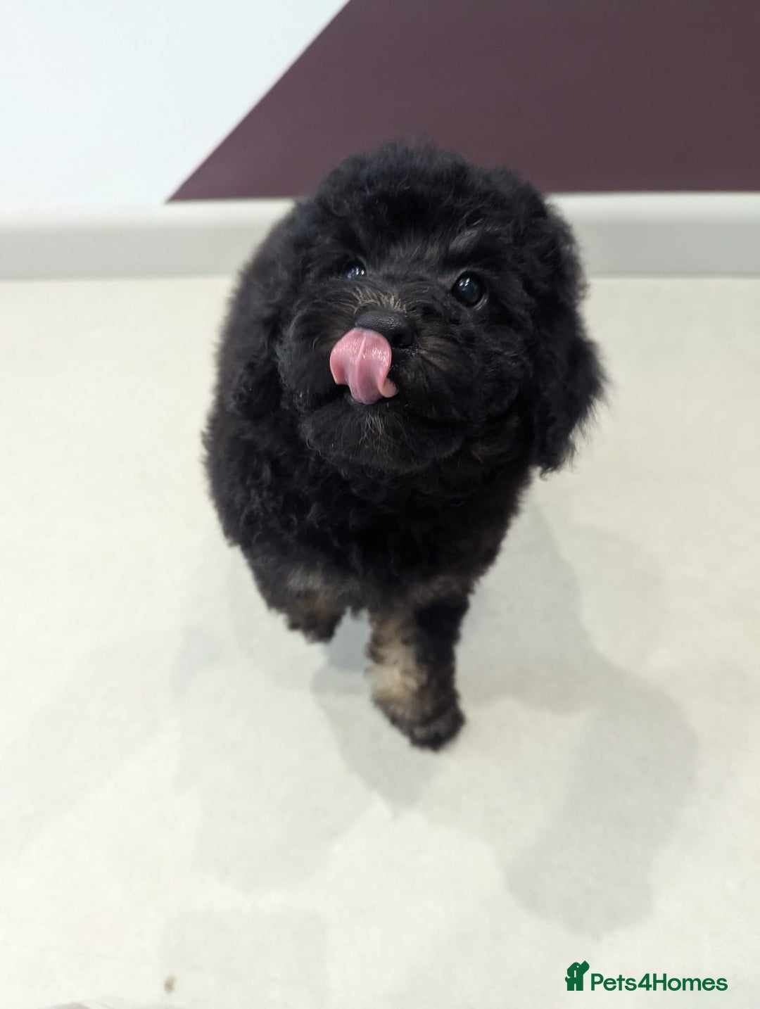 Miniature Poodle dogs for sale: 4 Beautiful Miniature Poodle puppies  in Skelmersdale - Image 8