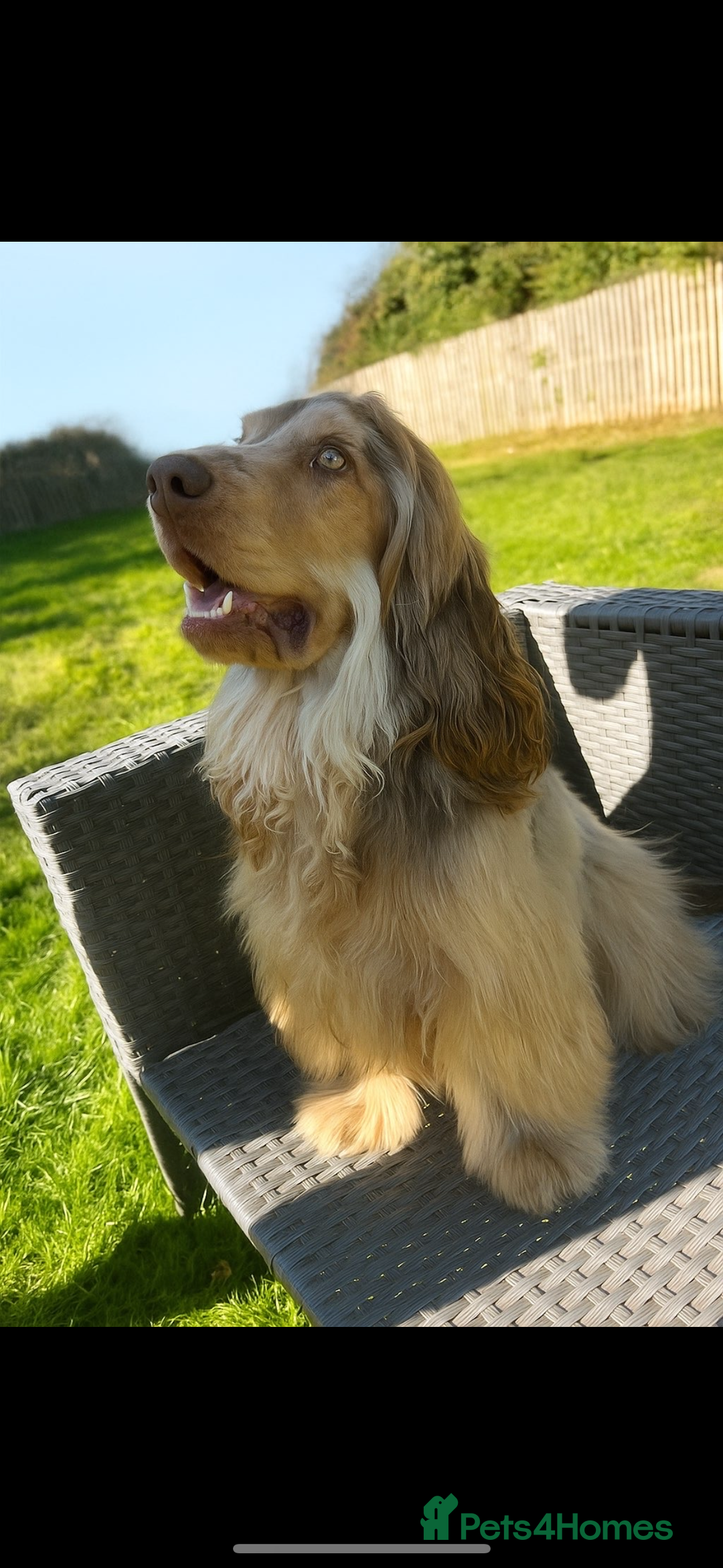 Cocker Spaniel dogs for sale: 100% sable show cockers  - Advert 12