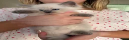 Ragdoll cats for sale: Bluepoint ragdolls females  - Advert 4
