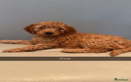 Cockapoo dogs for sale: Stunning F1B Cockapoo Pups - Image 6