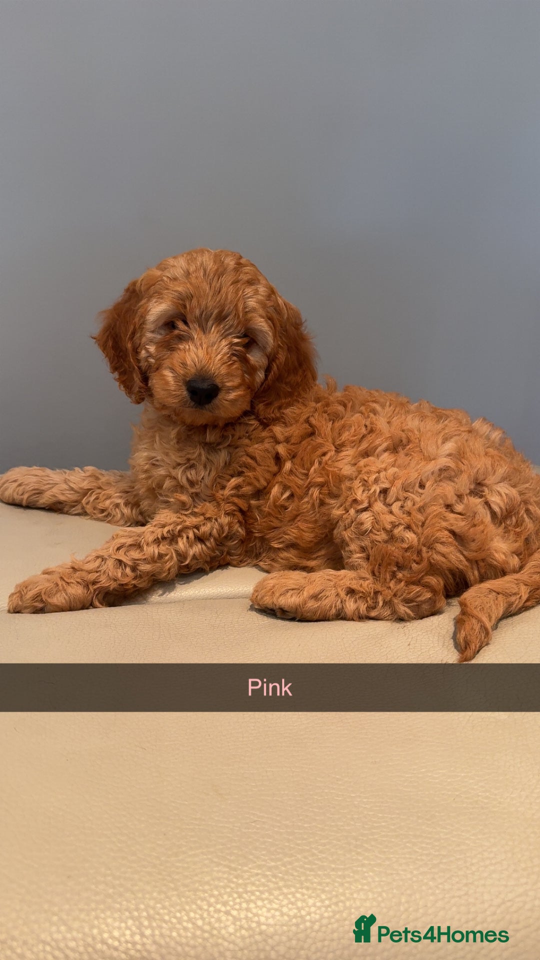 Cockapoo dogs for sale: Stunning F1B Cockapoo Pups - Image 6