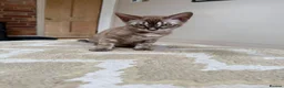 Bengal cats for sale: ⭐⭐⭐ Stunning Rare Charcoal Mink Bengal Kitten ⭐⭐⭐ - Advert 12