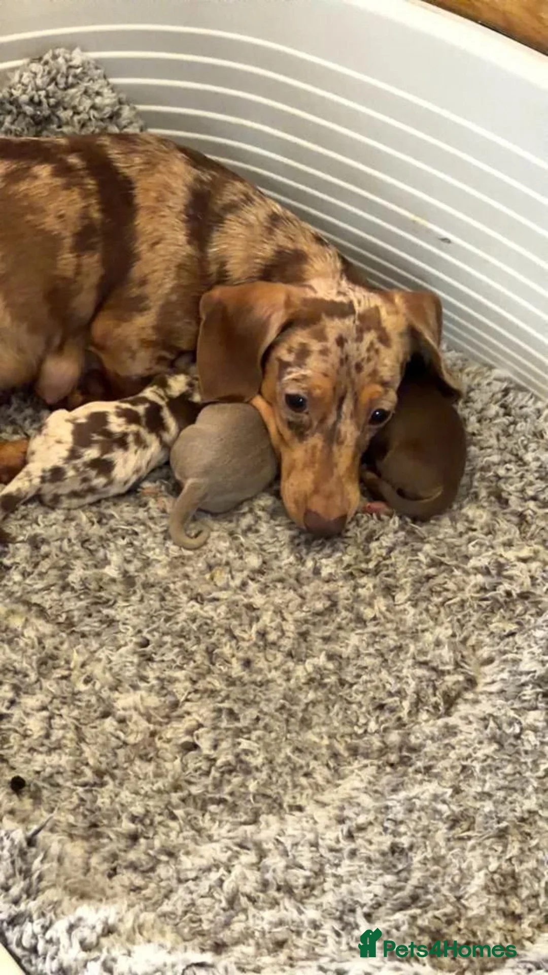 Miniature Dachshund dogs for sale: STUNNING MINIATURE DACHSHUND PUPPIES in Airdrie - Advert 2