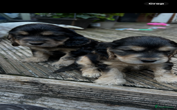 Cocker Spaniel dogs for sale: Cocker spaniel puppies - Image 9