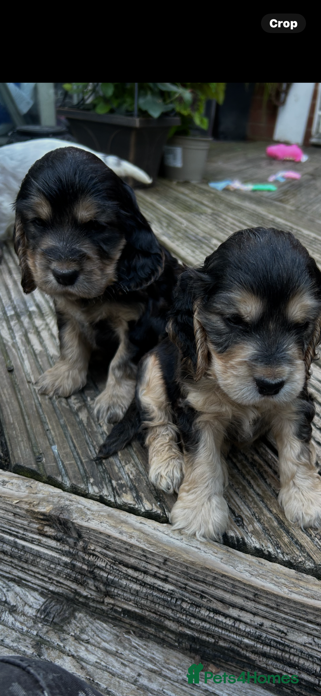 Cocker Spaniel dogs for sale: Cocker spaniel puppies - Image 9