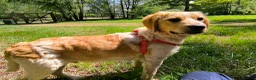 Mixed Breed dogs for adoption: Ian - setter mix puppy in Alfreton - Advert 5