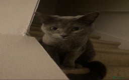 Russian Blue cats for sale: Gorgeous Silver Russian Blue Kittens URGENT🩷💙 - Image 4