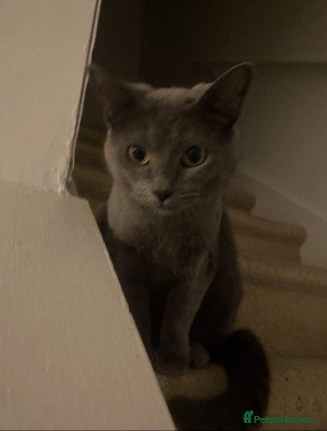 Russian Blue cats for sale: Gorgeous Silver Russian Blue Kittens URGENT🩷💙 - Image 4