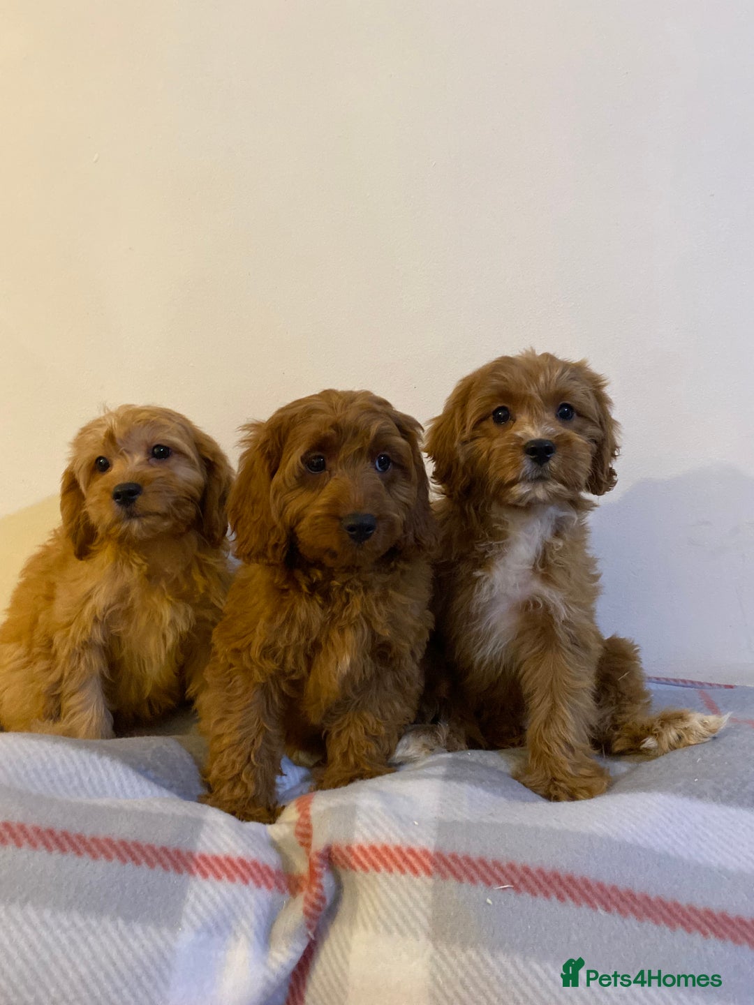 Cavapoo dogs for sale: Beautiful Cavapoo Puppies Available  - Advert 8