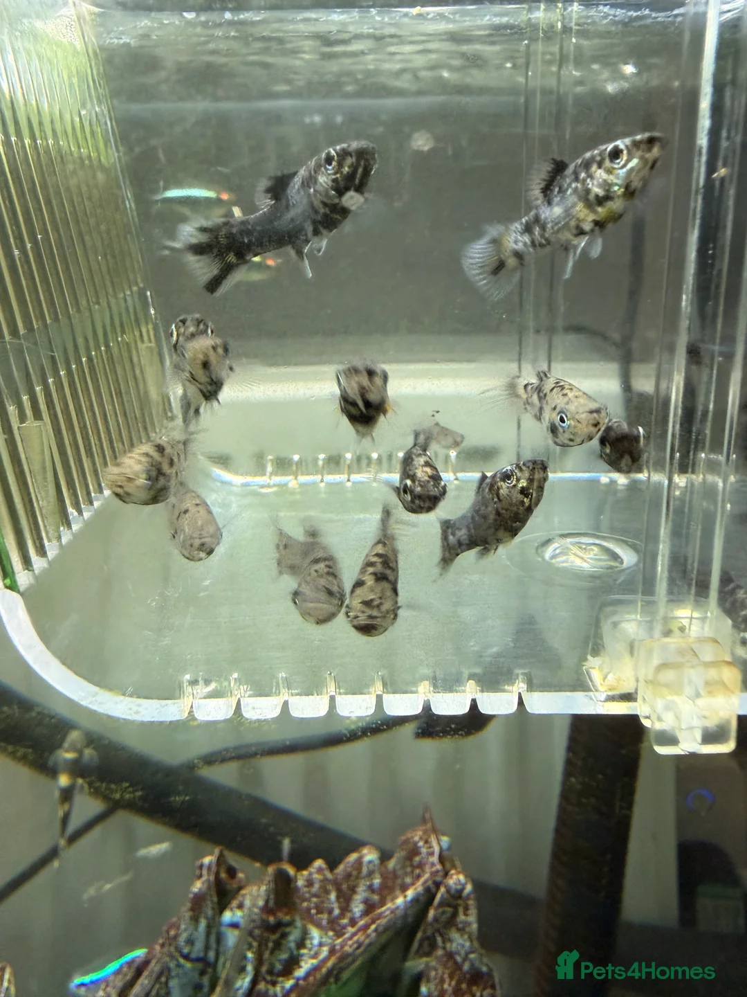 Mollies fish for sale: Dalmation mollies in Ipswich - Advert 1