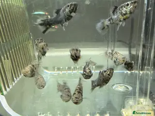 Mollies fish Dalmation mollies - Advert 3