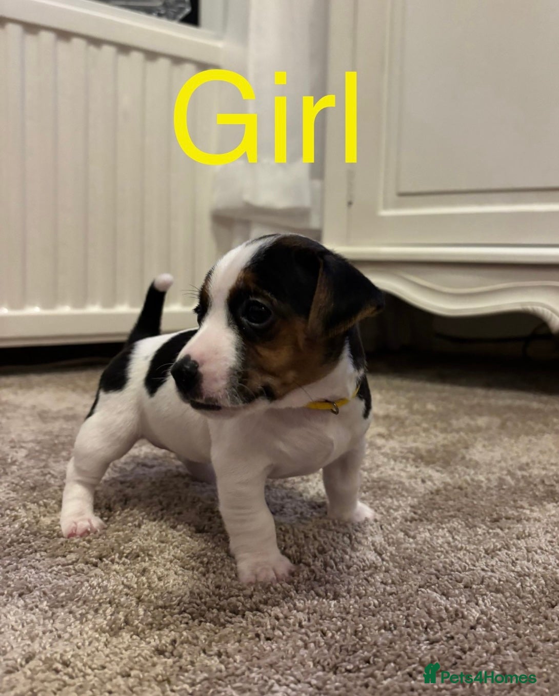 Jack Russell dogs Miniature jack russell puppies  - Advert 6