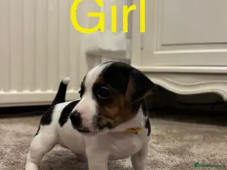 Jack Russell dogs Miniature jack russell puppies - Advert 6