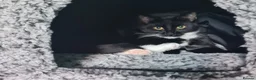 Domestic Shorthair cats for sale: 11 month old female cat looking for new home - Advert 12