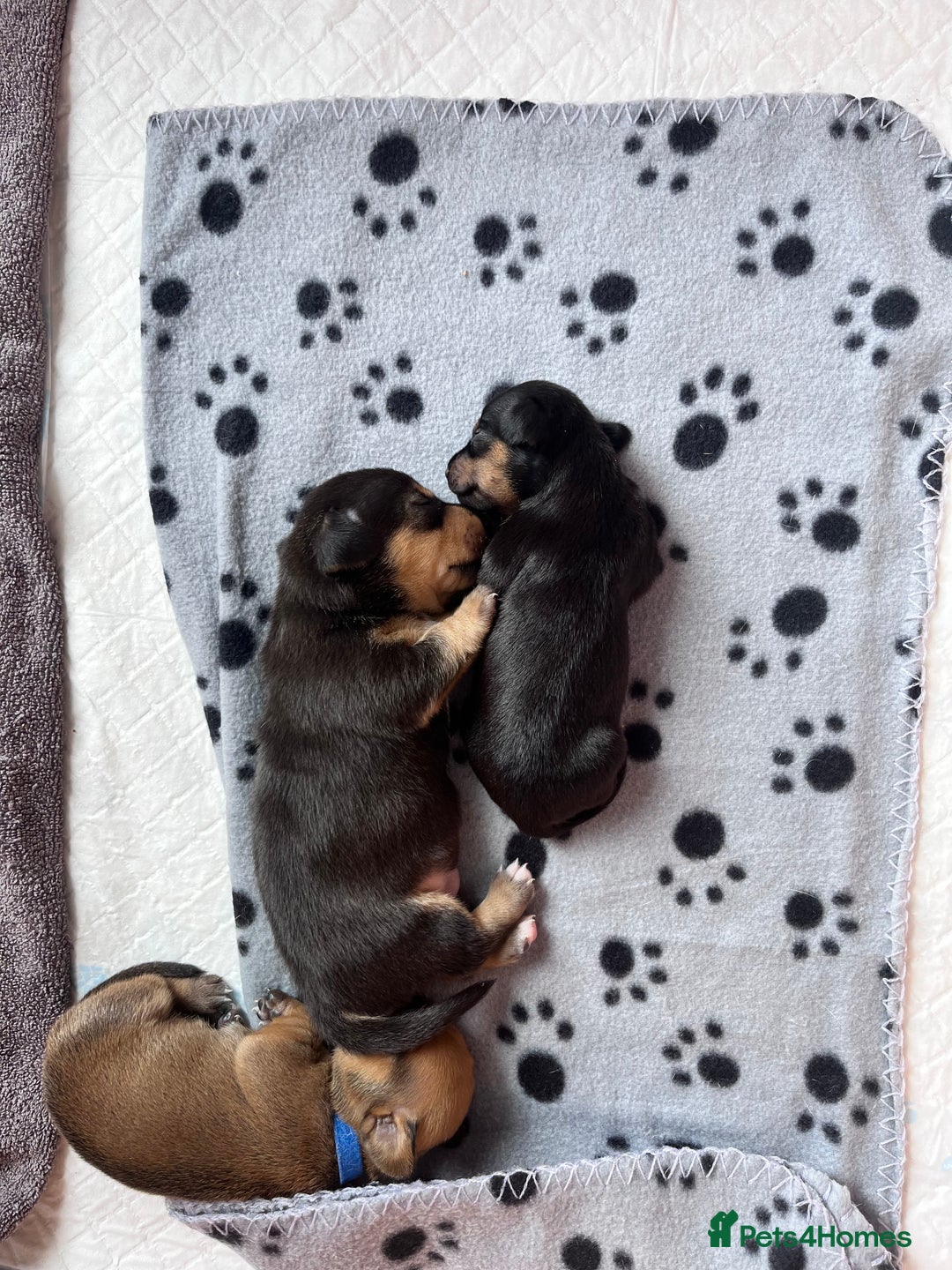 Mixed Breed dogs for sale: 5 Jack Russell x miniature dashound puppies £800 - Image 23