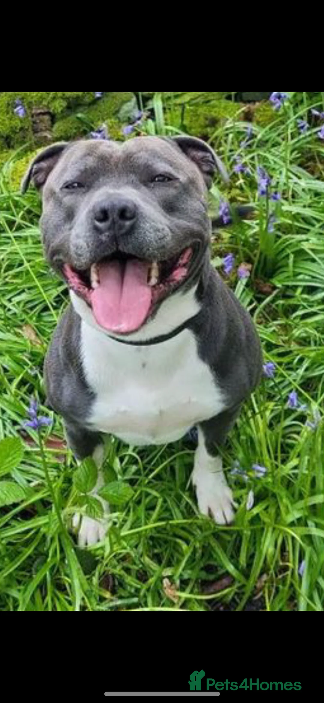 Staffordshire Bull Terrier dogs for sale: Geministaffs socks & Tilly (4⭐️ licensed breeders) - Advert 8