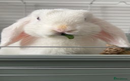 Mini Lop rabbits for sale: Female Bunny  - Image 2