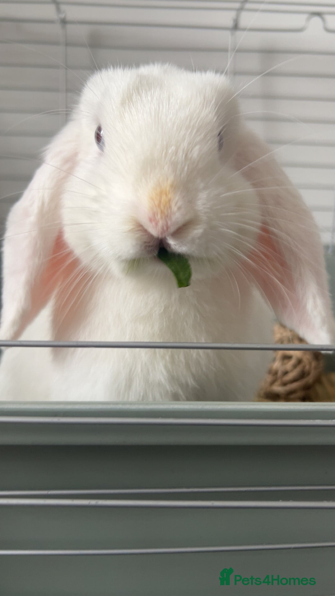 Mini Lop rabbits for sale: Female Bunny  - Image 2