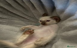 Balinese cats for sale: Beautiful Pedigree Balinese Kittens - Image 6