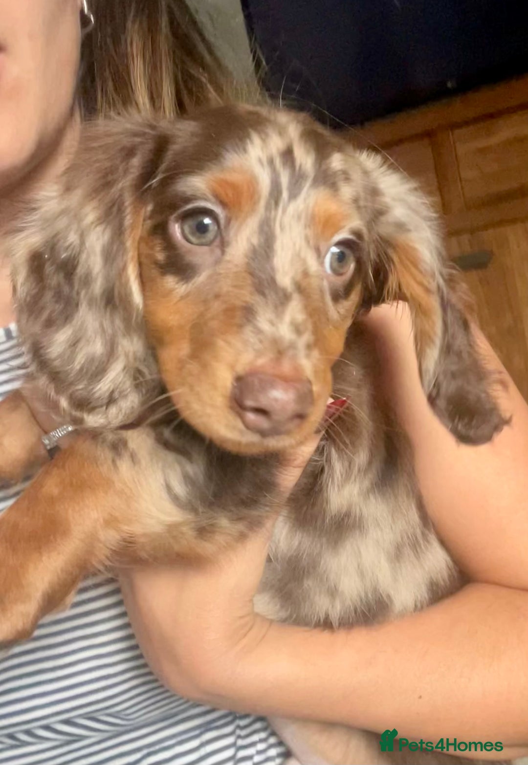 Dachshund dogs for sale: boy 12weeks old looking for forever home - Image 1