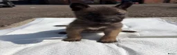 Belgian Shepherd Dog dogs for sale: Mali puppies  in Bishop Auckland - Advert 22