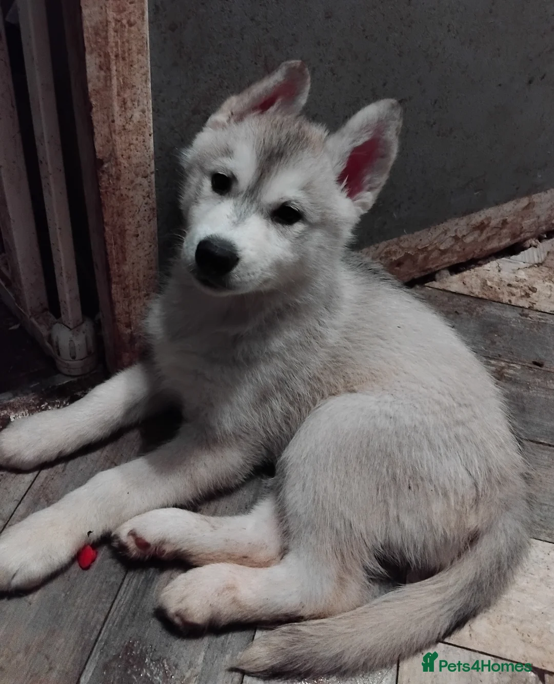 Siberian Husky dogs for sale: Friendly Siberian Husky Puppies - Advert 2