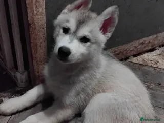 Siberian Husky dogs Friendly Siberian Husky Puppies - Advert 11