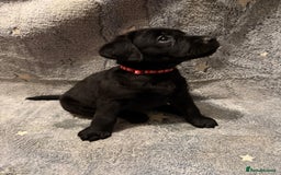 Labrador Retriever dogs for sale: Labrador retriever puppies  - Advert 15