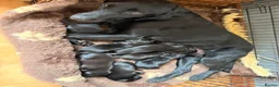 Labrador Retriever dogs for sale: Gorgeous KC Black Labrador pups for sale in Saltburn-by-the-Sea - Advert 3