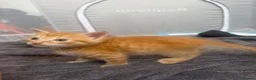 Mixed Breed cats for sale: 2 kittens  in Havant - Advert 11