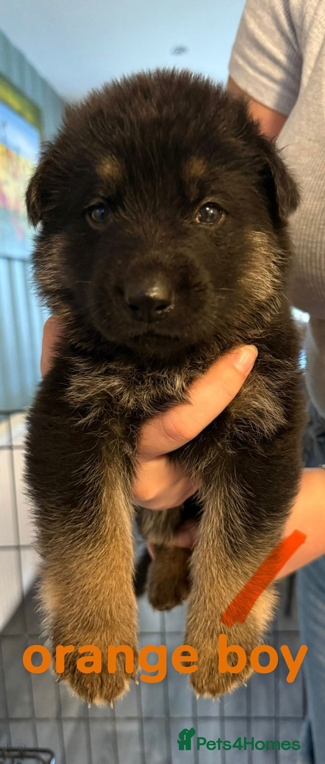 German Shepherd dogs for sale: German shepherd pedigree puppies- four weeks old. - Image 1