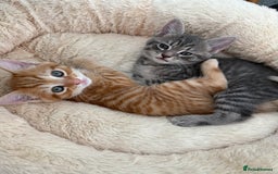 Maine Coon cats for sale: Grey Ragdoll / Mainecoon kitten - Image 1