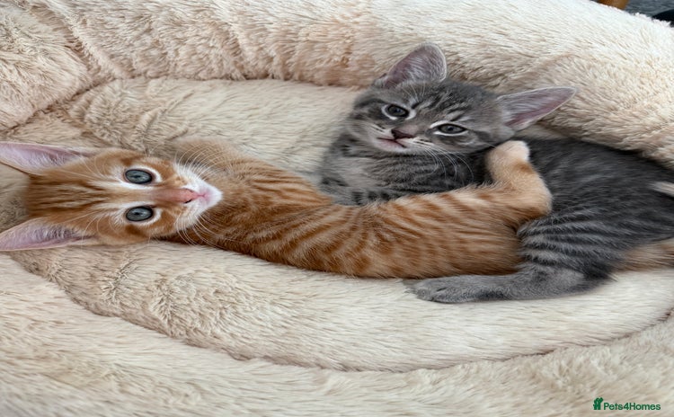 Maine Coon cats - Advert 3
