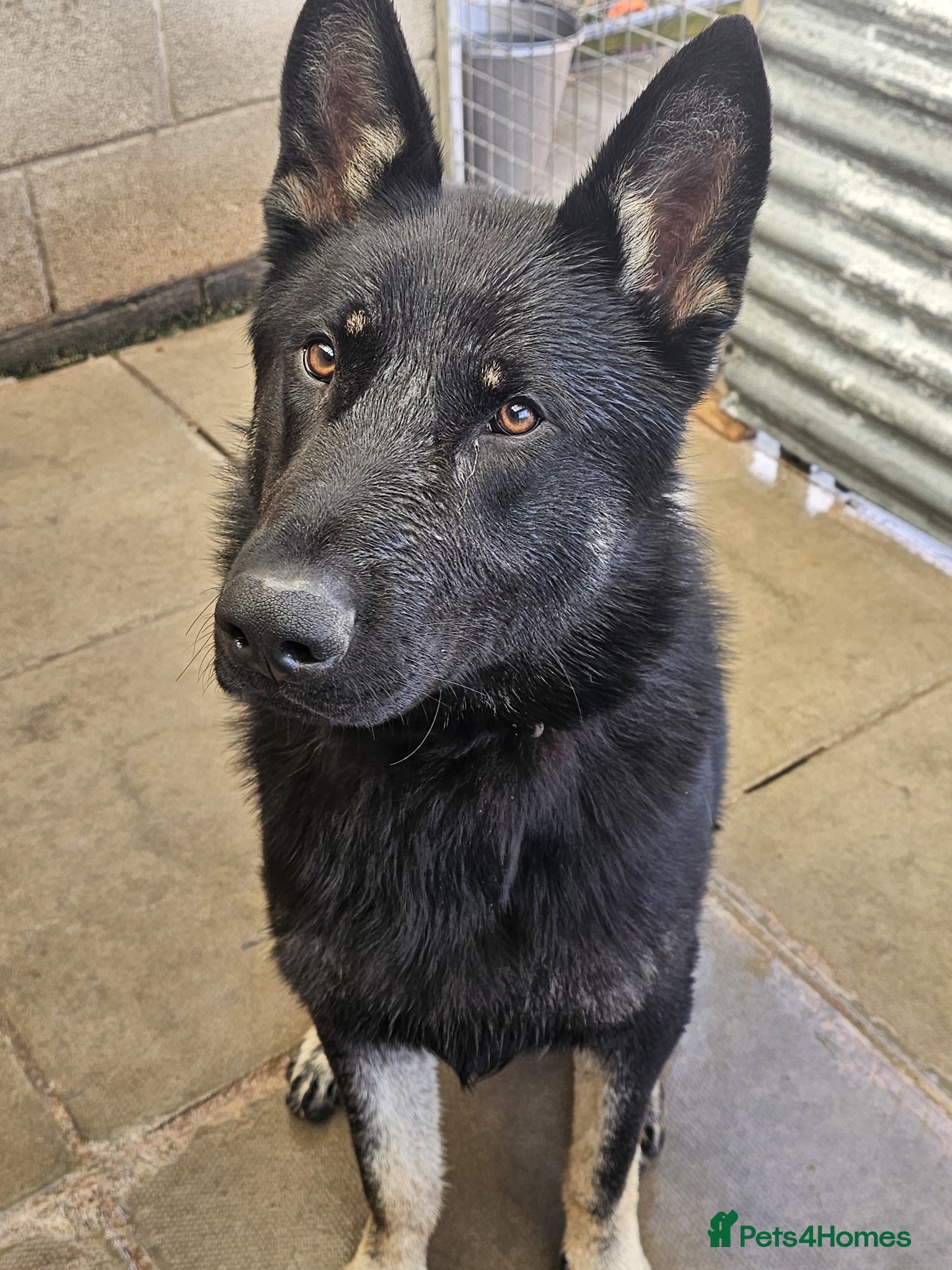 German Shepherd dogs for sale: German Shepherd dog for sale in Wolverhampton - Advert 6