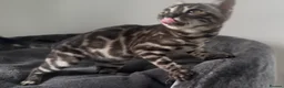 Bengal cats for sale: Exceptional kittens in silver, brown and charcoal - Advert 38