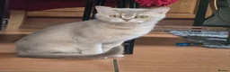 British Shorthair cats for stud: British shorthair  - Advert 3