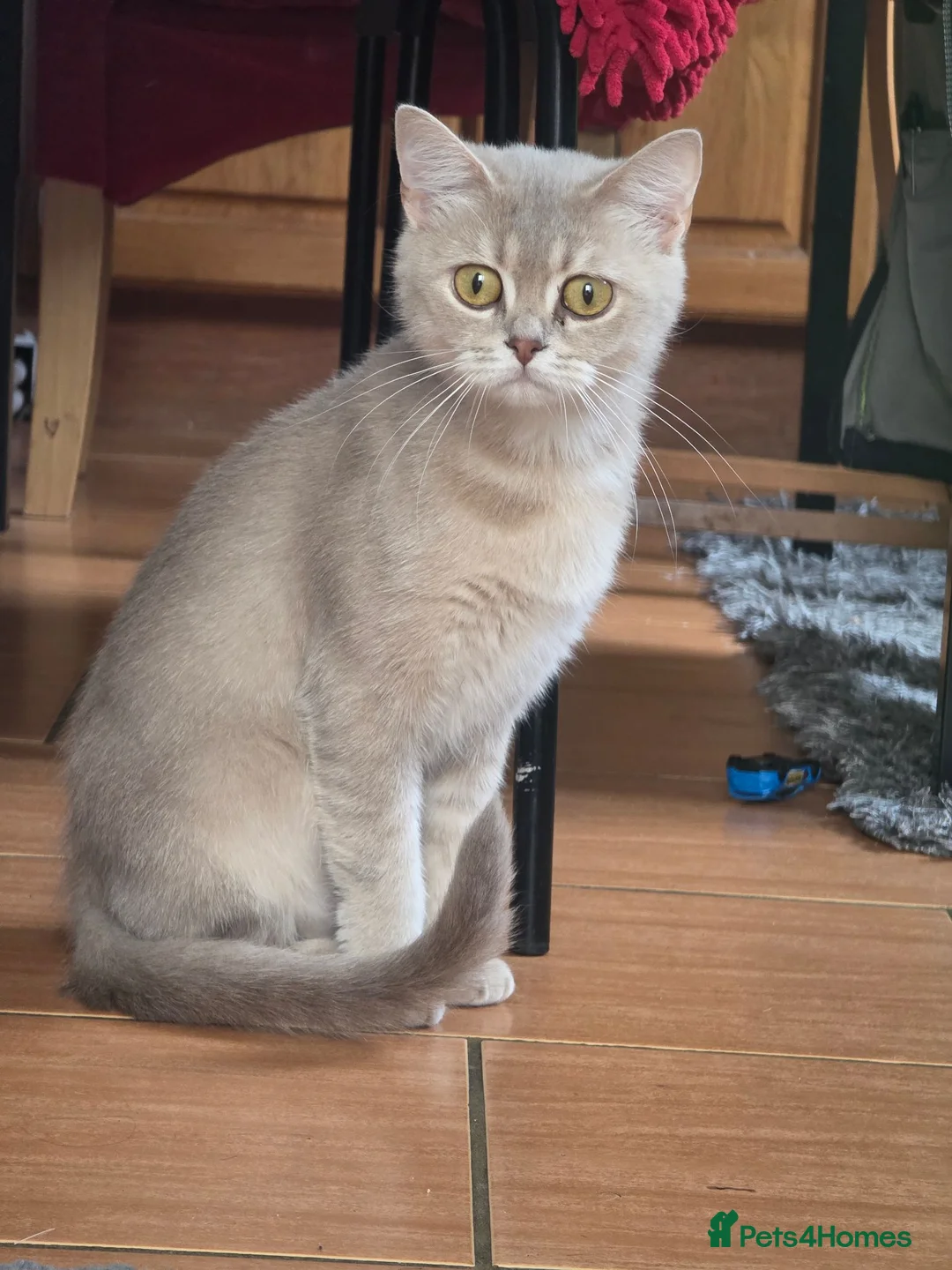 British Shorthair cats for stud: British shorthair  - Advert 3