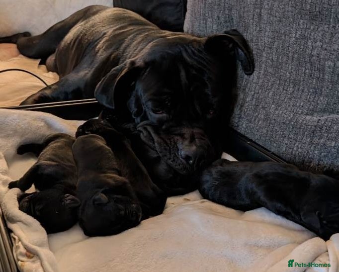 Cane Corso dogs From Our Home to Yours-Cane Corso Puppies - Advert 1