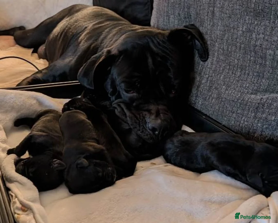 Cane Corso dogs for sale: From Our Home to Yours-Cane Corso Puppies in London - Advert 1