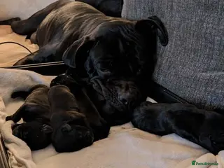 Cane Corso dogs From Our Home to Yours-Cane Corso Puppies - Advert 1
