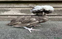 Chickens poultry for sale: Chickens hens polish baby young bantam  in Wimborne - Image 1