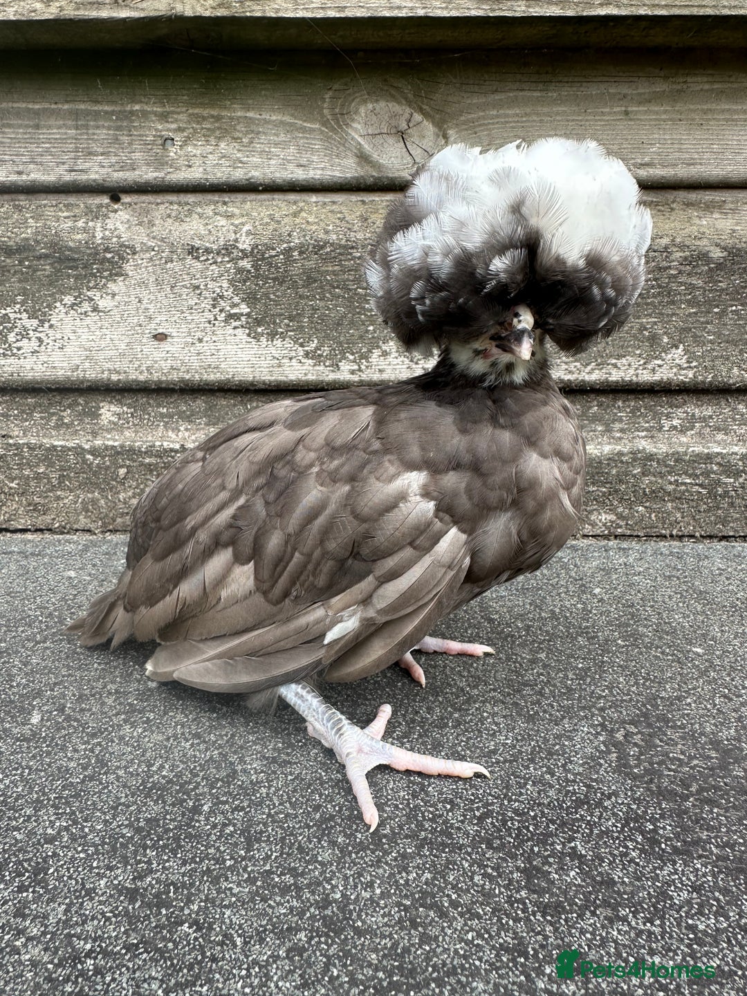 Chickens poultry for sale: Chickens hens polish baby young bantam  in Wimborne - Image 1